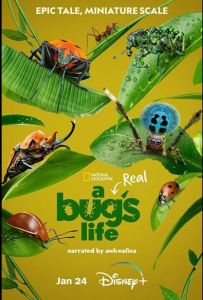 Справжнє життя жука
